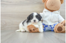 Little Shichon Designer Puppy