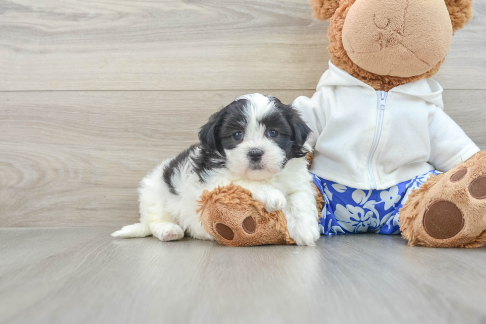 Little Shichon Designer Puppy