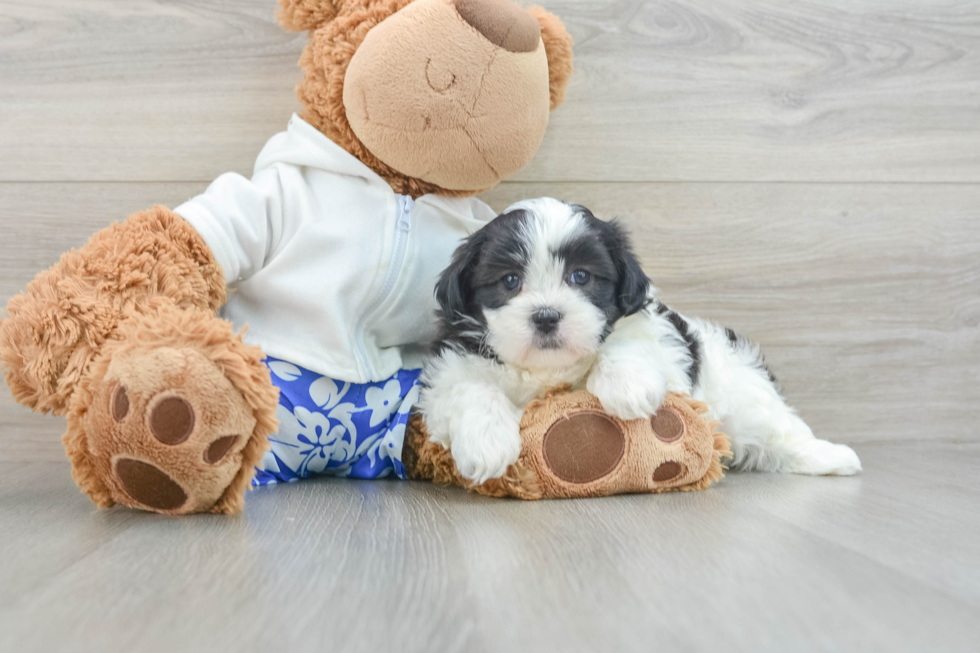 Teddy Bear Pup Being Cute