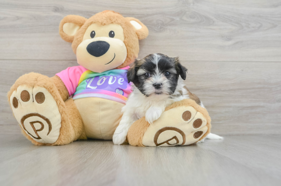 6 week old Teddy Bear Puppy For Sale - Puppy Love PR