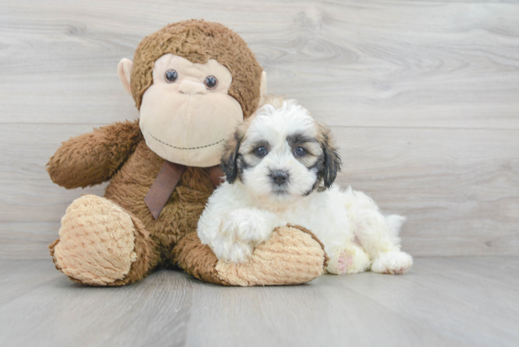Meet Tonya - our Teddy Bear Puppy Photo 1/3 - Puppy Love PR Teddy Bear Puppy for Adoption
