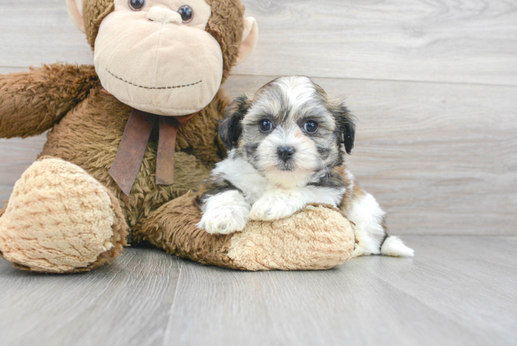 Meet Tonya - our Teddy Bear Puppy Photo 1/3 - Puppy Love PR Popular Teddy Bear Designer Pup