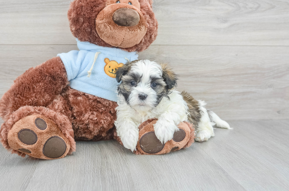 6 week old Teddy Bear Puppy For Sale - Puppy Love PR