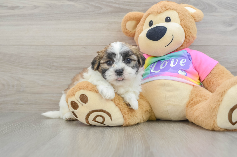 6 week old Teddy Bear Puppy For Sale - Puppy Love PR