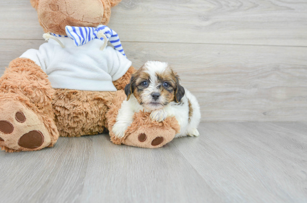 9 week old Teddy Bear Puppy For Sale - Puppy Love PR