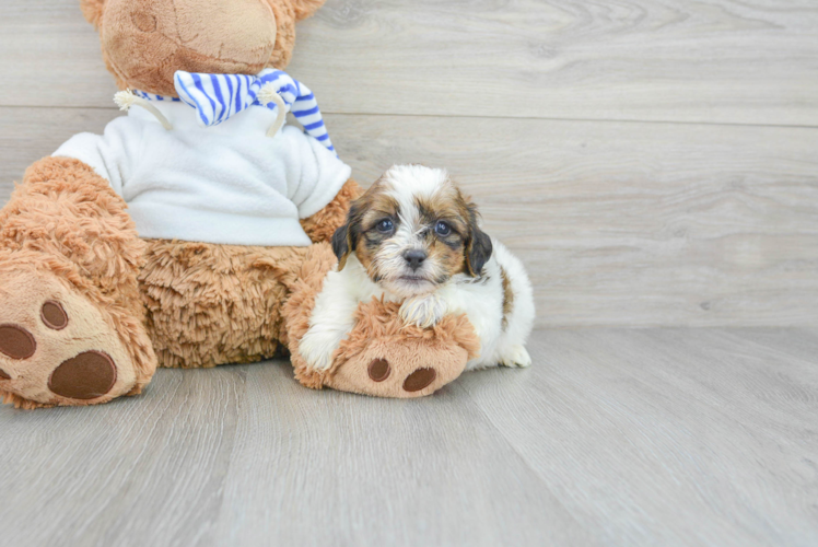 Meet Valentino - our Teddy Bear Puppy Photo 1/3 - Puppy Love PR Teddy Bear Pup Being Cute