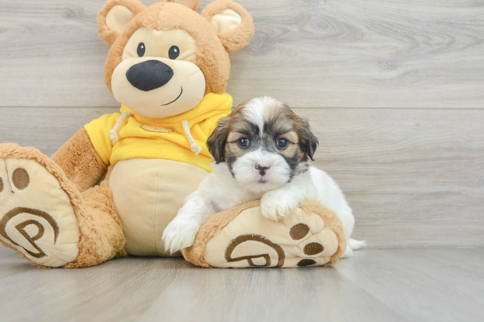 Smart Teddy Bear Designer Pup