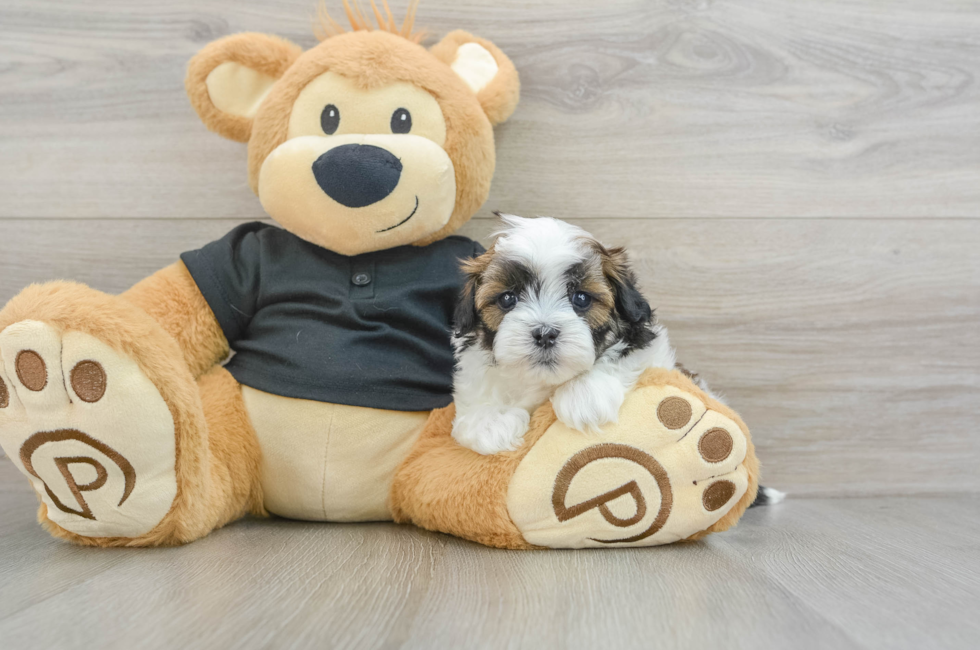 5 week old Teddy Bear Puppy For Sale - Puppy Love PR