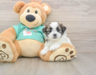 5 week old Teddy Bear Puppy For Sale - Puppy Love PR
