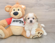 5 week old Teddy Bear Puppy For Sale - Puppy Love PR