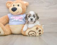 7 week old Teddy Bear Puppy For Sale - Puppy Love PR