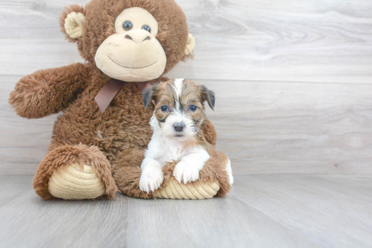 Meet Valentino - our Teddy Bear Puppy Photo 1/3 - Puppy Love PR Cute Shitzu Designer Puppy