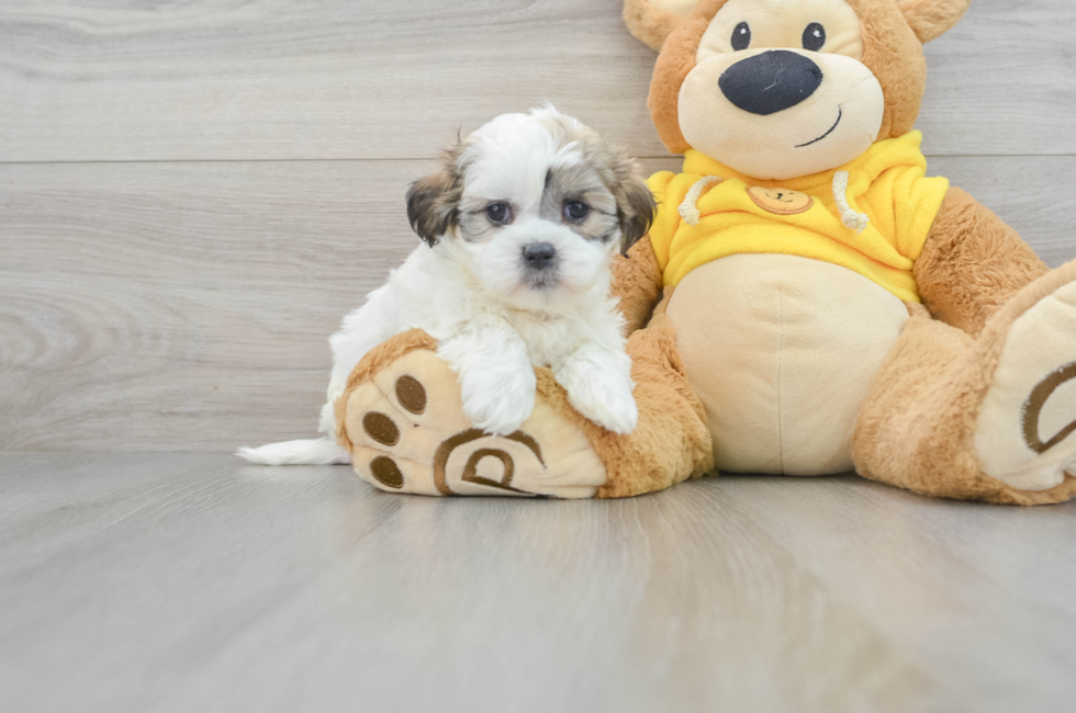 6 week old Teddy Bear Puppy For Sale - Puppy Love PR