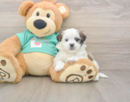 6 week old Teddy Bear Puppy For Sale - Puppy Love PR