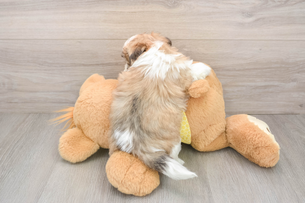 Petite Teddy Bear Designer Pup