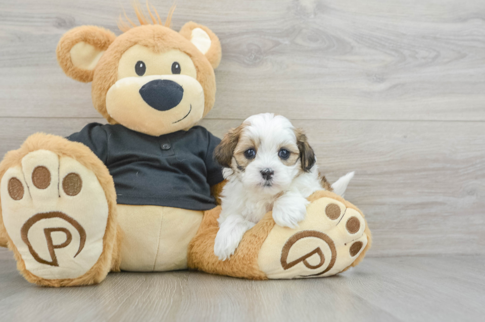 5 week old Teddy Bear Puppy For Sale - Puppy Love PR