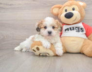 5 week old Teddy Bear Puppy For Sale - Puppy Love PR