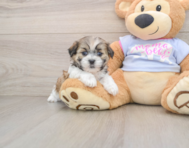 7 week old Teddy Bear Puppy For Sale - Puppy Love PR