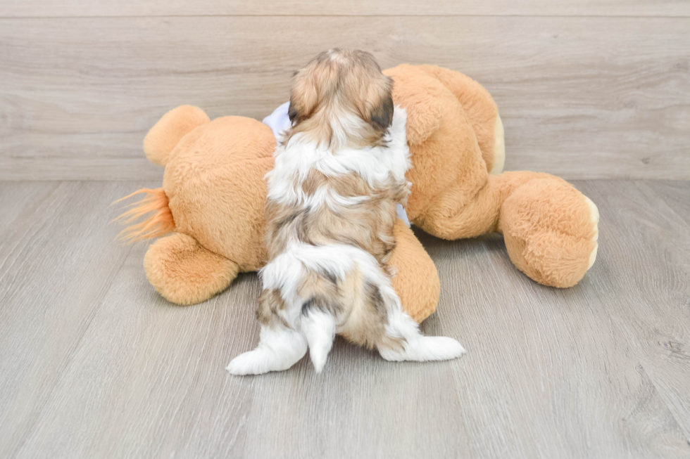 Sweet Teddy Bear Baby