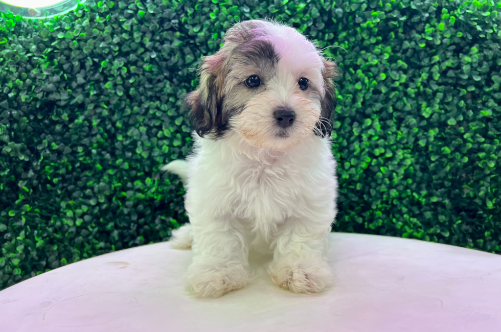 10 week old Teddy Bear Puppy For Sale - Puppy Love PR