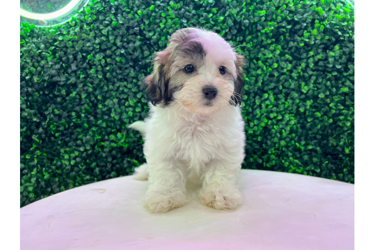Meet Venice - our Teddy Bear Puppy Photo 1/4 - Puppy Love PR Best Teddy Bear Baby