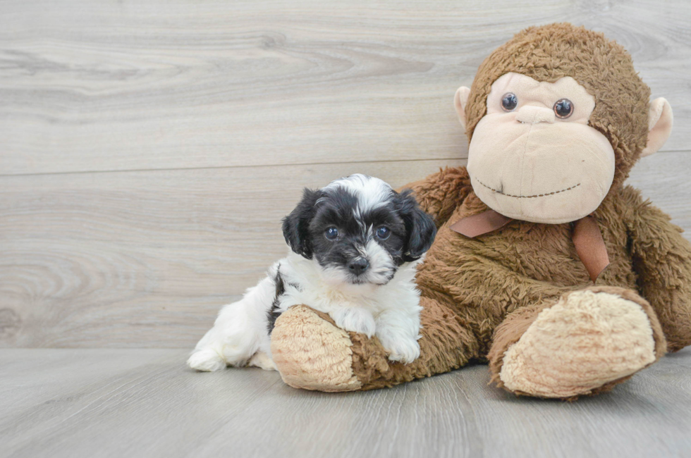 5 week old Teddy Bear Puppy For Sale - Puppy Love PR