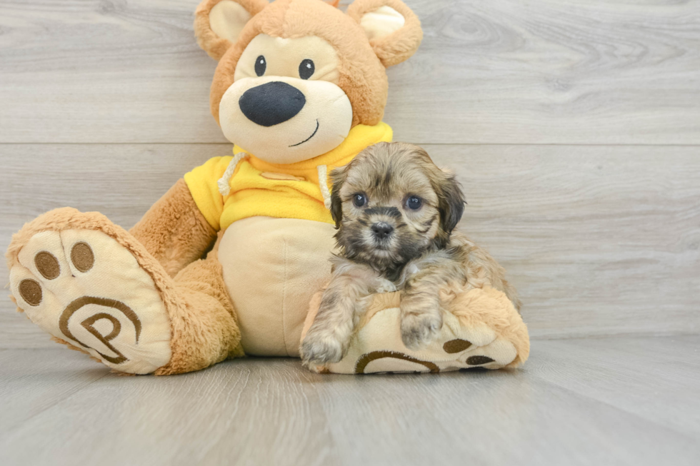 Smart Teddy Bear Designer Pup