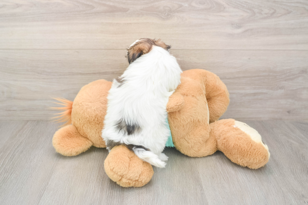 Happy Teddy Bear Baby