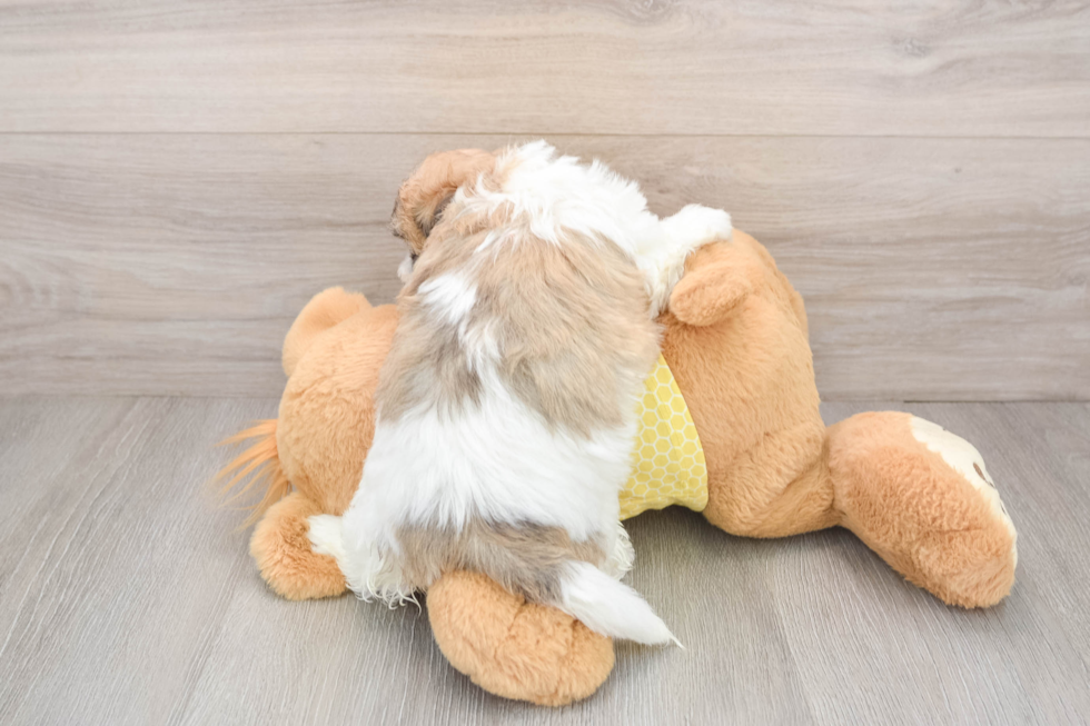 Best Teddy Bear Baby