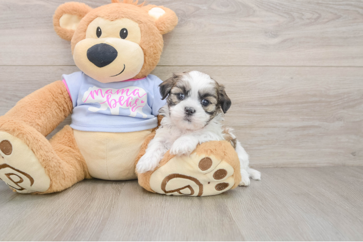 Popular Teddy Bear Designer Pup
