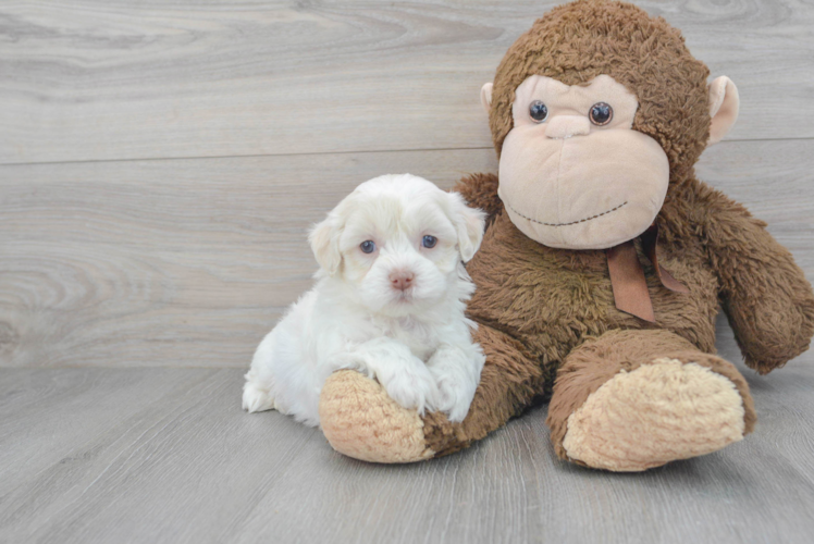 Teddy Bear Pup Being Cute