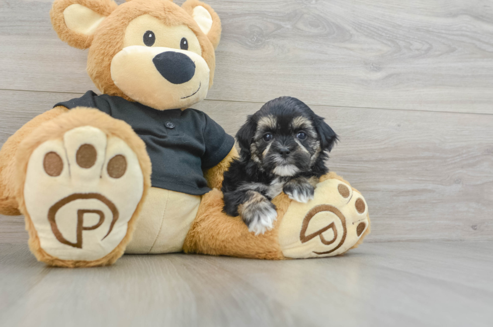 5 week old Teddy Bear Puppy For Sale - Puppy Love PR