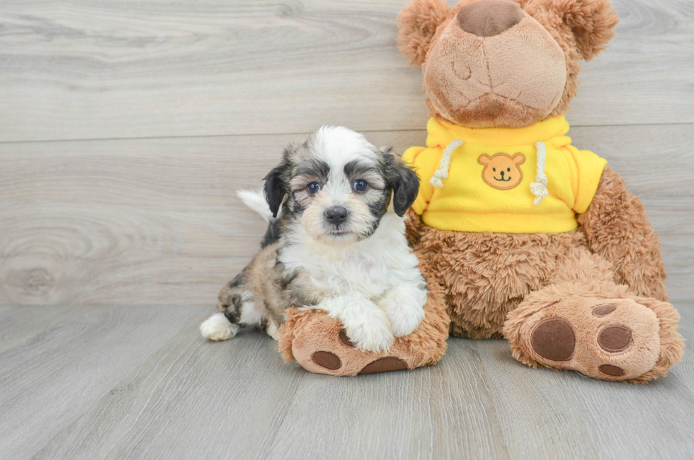 7 week old Teddy Bear Puppy For Sale - Puppy Love PR