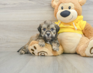 9 week old Teddy Bear Puppy For Sale - Puppy Love PR