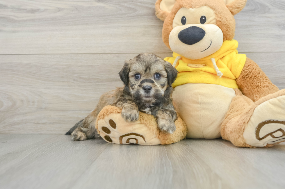 8 week old Teddy Bear Puppy For Sale - Puppy Love PR