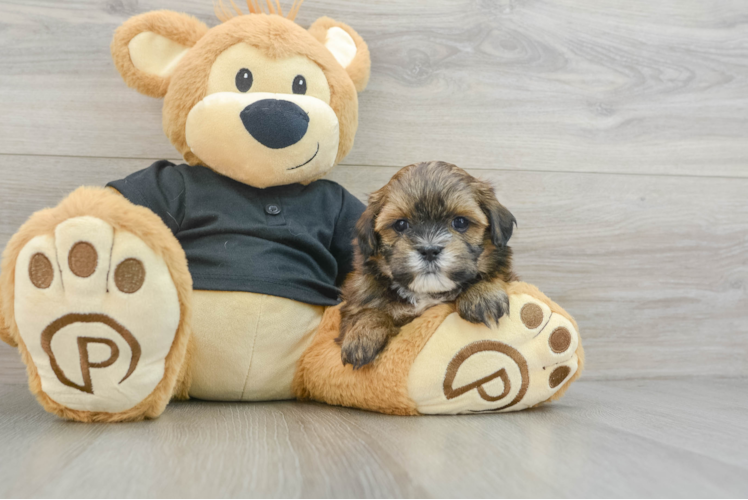 Funny Teddy Bear Designer Pup