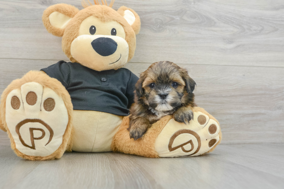 5 week old Teddy Bear Puppy For Sale - Puppy Love PR