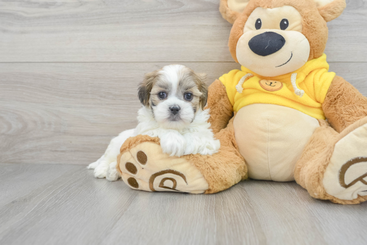 Meet Virginia - our Teddy Bear Puppy Photo 1/3 - Puppy Love PR Funny Teddy Bear Designer Pup