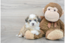 Hypoallergenic Shit Designer Puppy