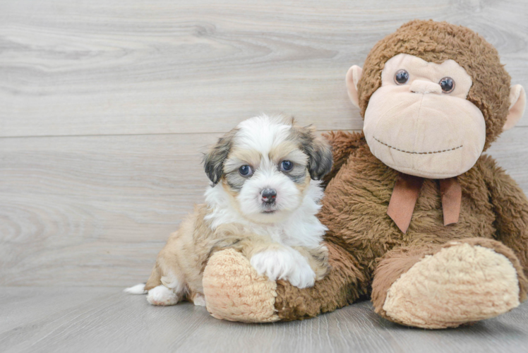 Meet Vito - our Teddy Bear Puppy Photo 1/3 - Puppy Love PR Hypoallergenic Shit Designer Puppy