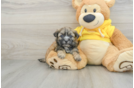 Funny Teddy Bear Designer Pup