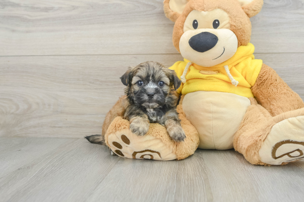 8 week old Teddy Bear Puppy For Sale - Puppy Love PR