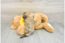 Funny Teddy Bear Designer Pup