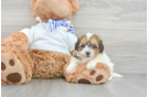 Teddy Bear Puppy for Adoption