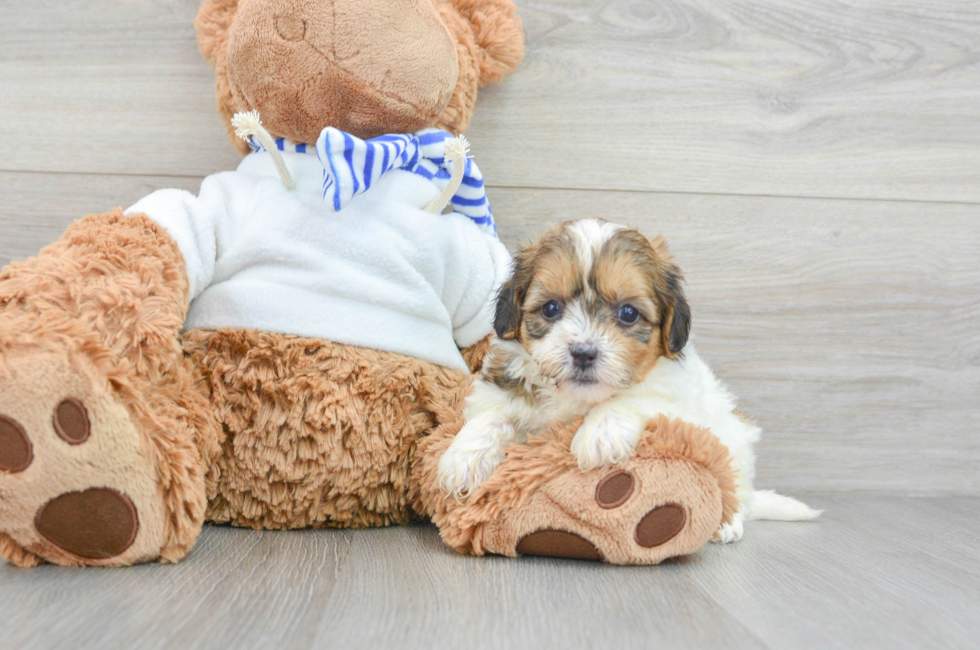 9 week old Teddy Bear Puppy For Sale - Puppy Love PR