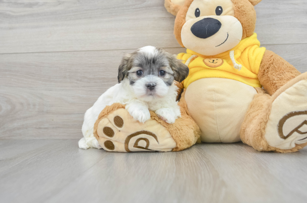 6 week old Teddy Bear Puppy For Sale - Puppy Love PR