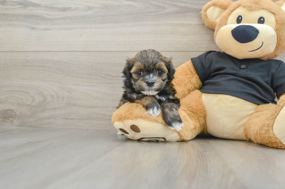 5 week old Teddy Bear Puppy For Sale - Puppy Love PR