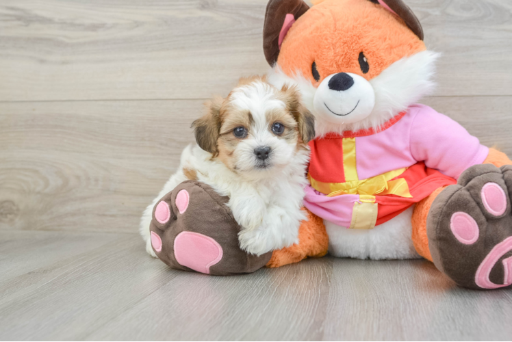 Meet Ward - our Teddy Bear Puppy Photo 1/3 - Puppy Love PR Teddy Bear Pup Being Cute