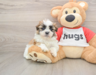 5 week old Teddy Bear Puppy For Sale - Puppy Love PR