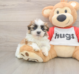 6 week old Teddy Bear Puppy For Sale - Puppy Love PR